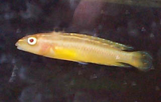 Albino Juli Ornatus