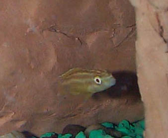 Albino Juli Ornatus2
