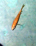 Albino Paracyp Nigripinnis