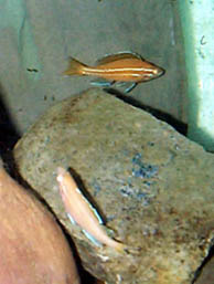 Albino Paracyp Nigripinnis2