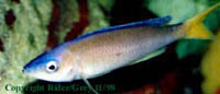 Cyprichromis Blue Flash