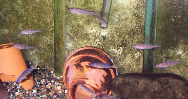 Cyprichromis