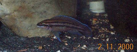Dickfieldi