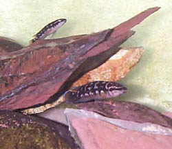 Juli Transcriptus Chisanse