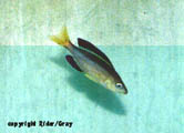 Jumbo Black Fin Cyp