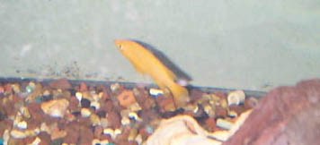Leleupi 4