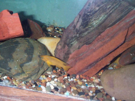 Lelupi 2