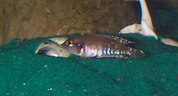 Speciosus