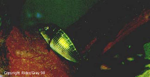 T Limespot