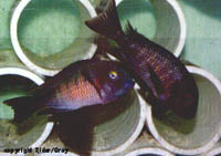 T Moori Lafubu pr.