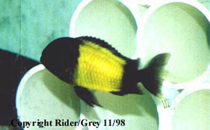 Tropheus Ikola Kaiser