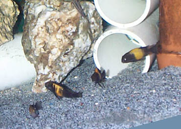 Tropheus Kriza Kaiser