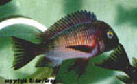 Tropheus Moori lafubu
