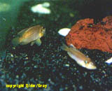 oscellatuspr
