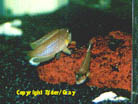 oscellatuspr2