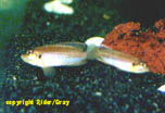 oscellatuspr3